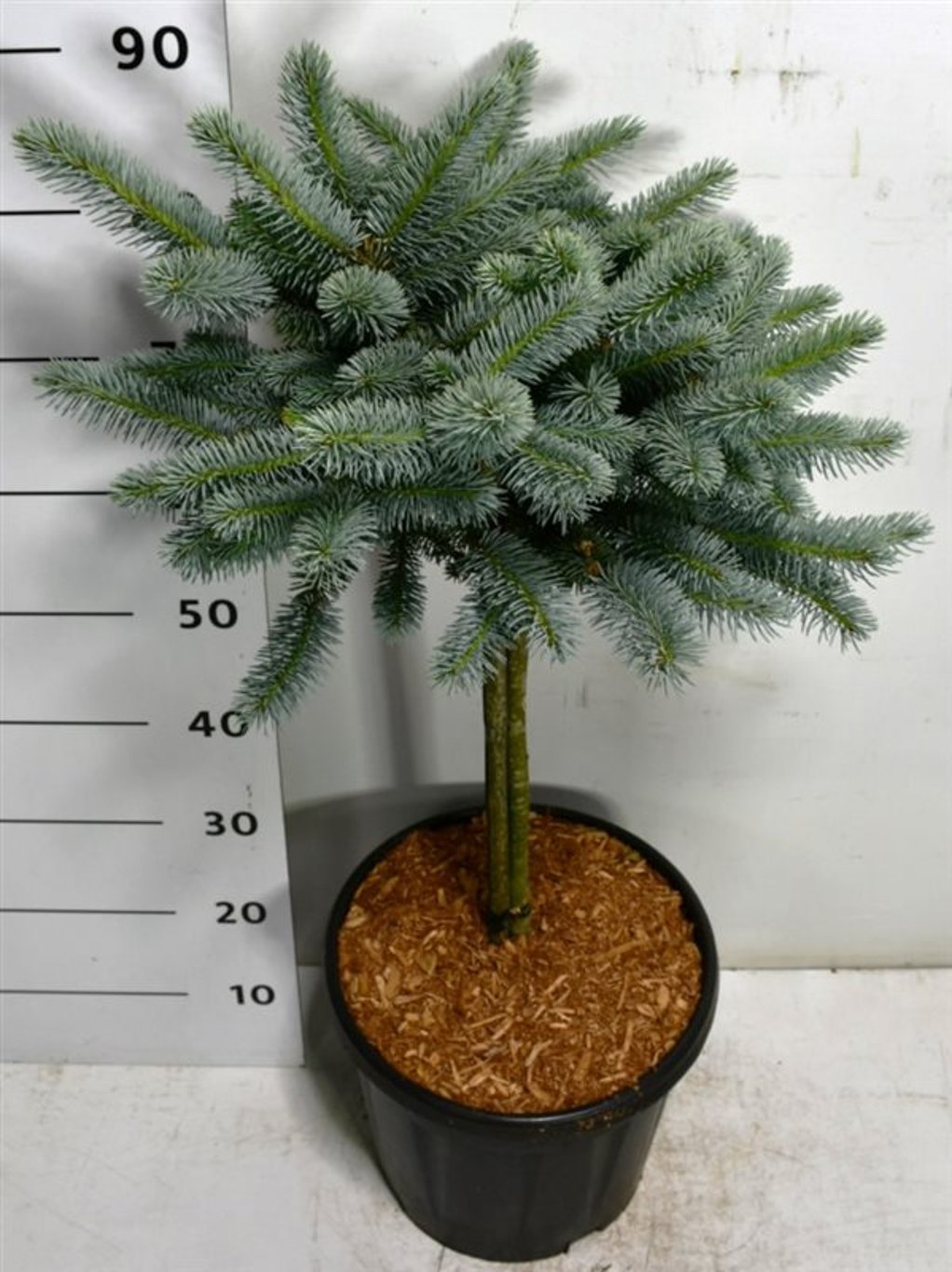 Picea pungens 'Glauca Globosa' - 40 CM Stem C12